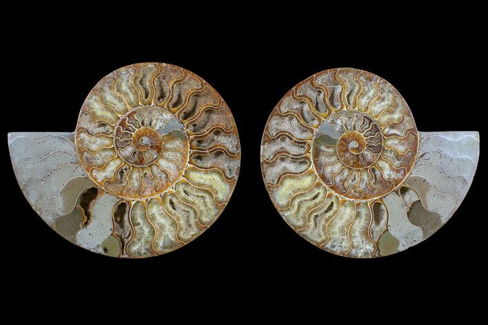 Agate Replaced Ammonite Fossil - Madagascar #166945